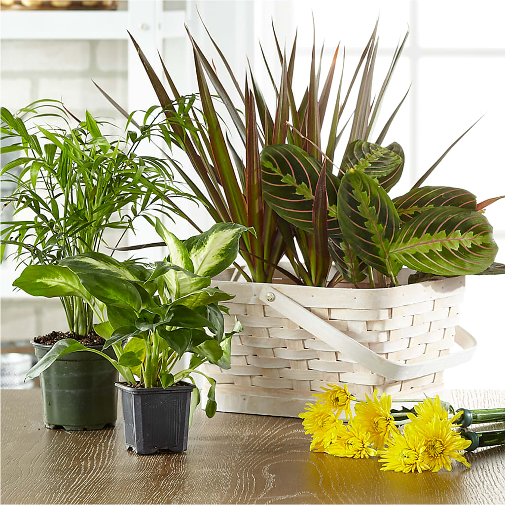 Florist Designed Blooming and Green Plants in a Basket – Flowers On Fourteenth, Washington DC