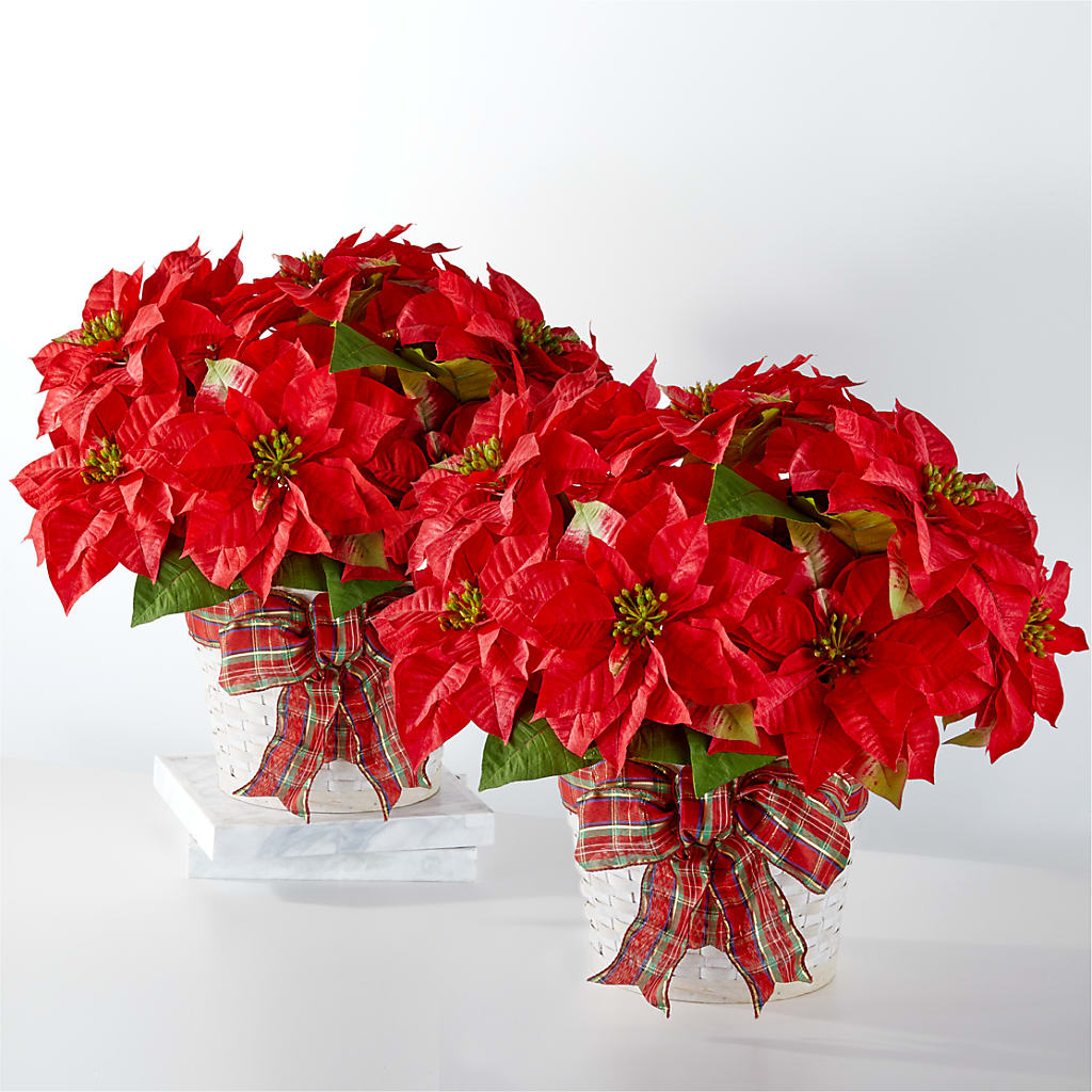 Happiest Holidays Poinsettia Bundle – Flowers On Fourteenth, Washington DC