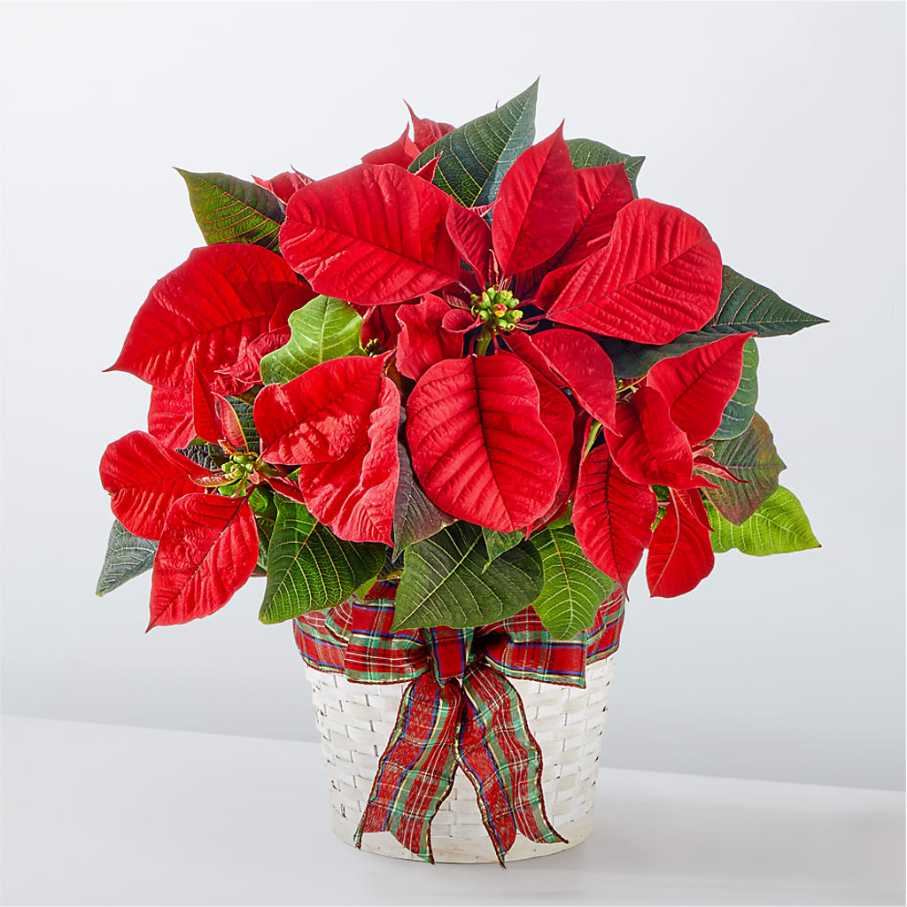 Happiest Holidays Poinsettia – Flowers On Fourteenth, Washington DC