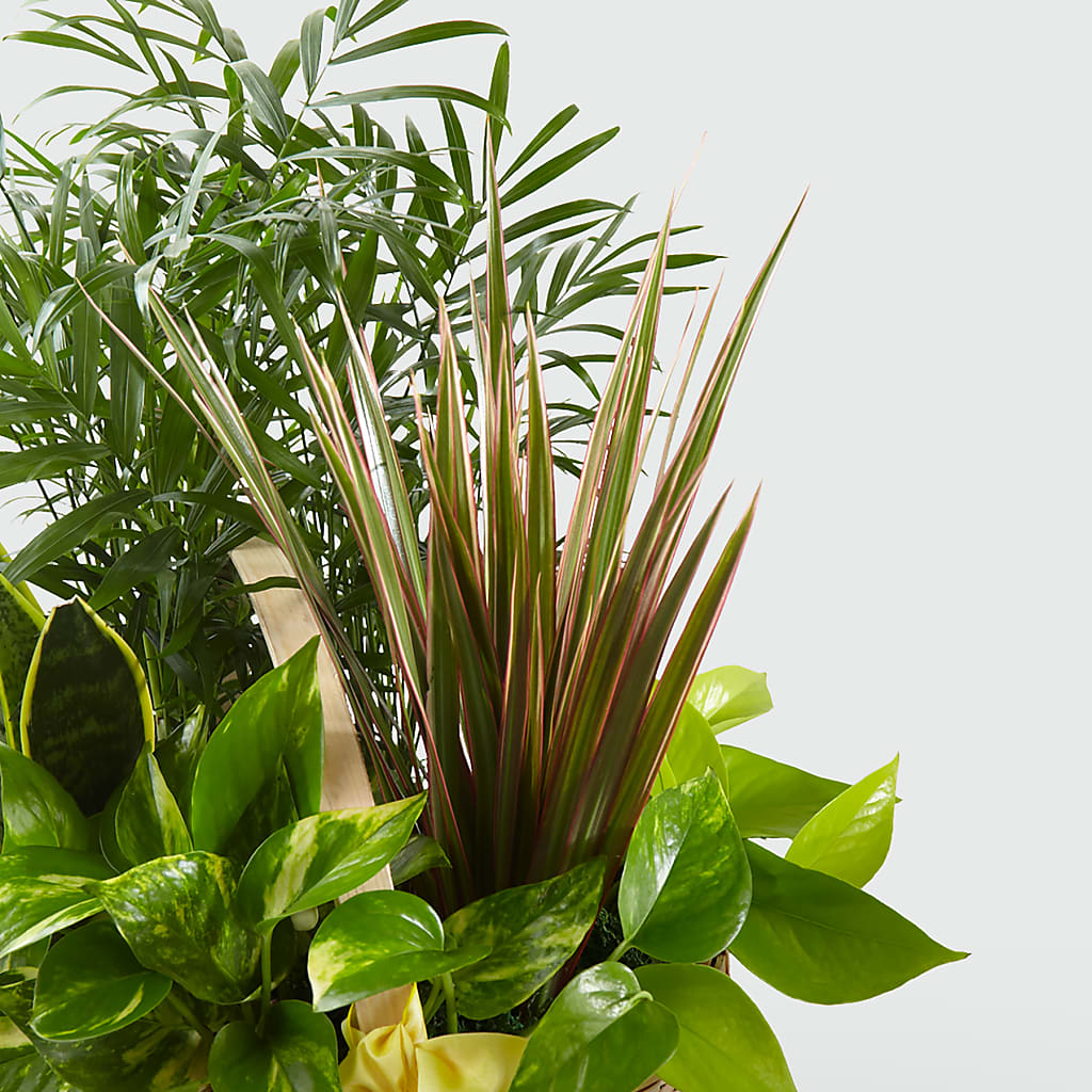 French Garden – Flowers On Fourteenth, Washington DC