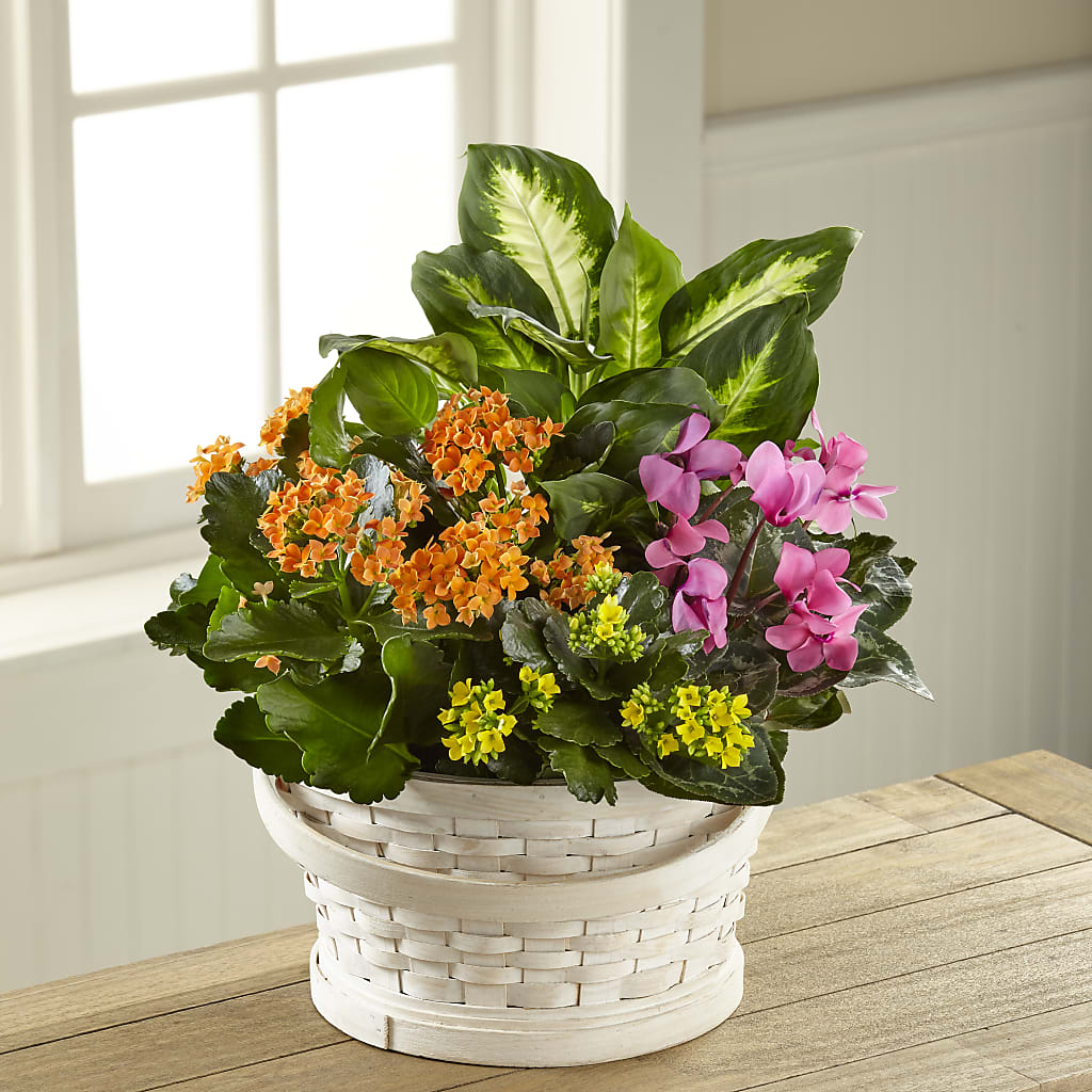 Color Crush Dishgarden – Flowers On Fourteenth, Washington DC