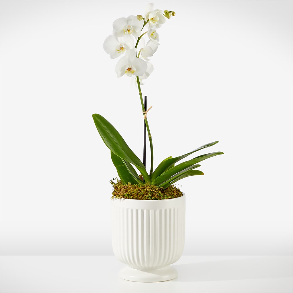 Whispering White Orchid – Flowers On Fourteenth, Washington DC