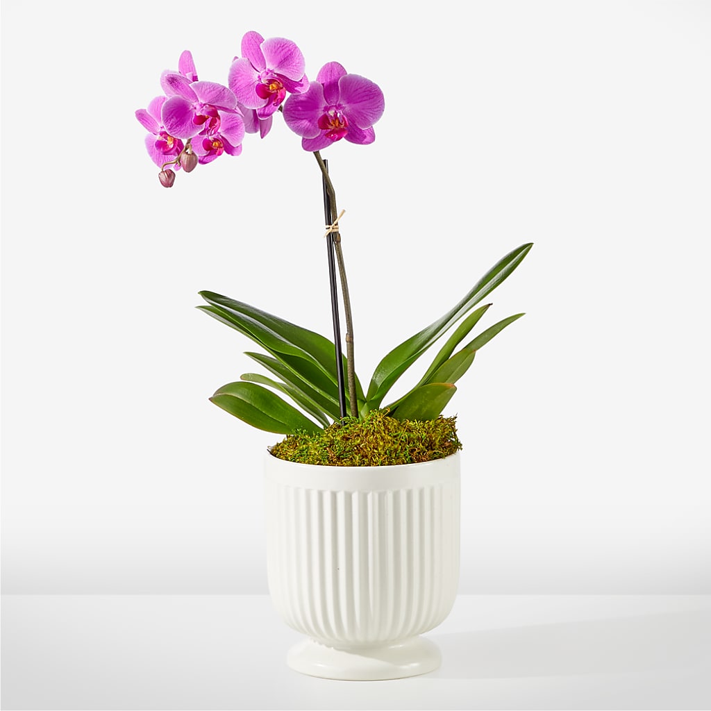 Friendly Fuchsia Orchid – Flowers On Fourteenth, Washington DC