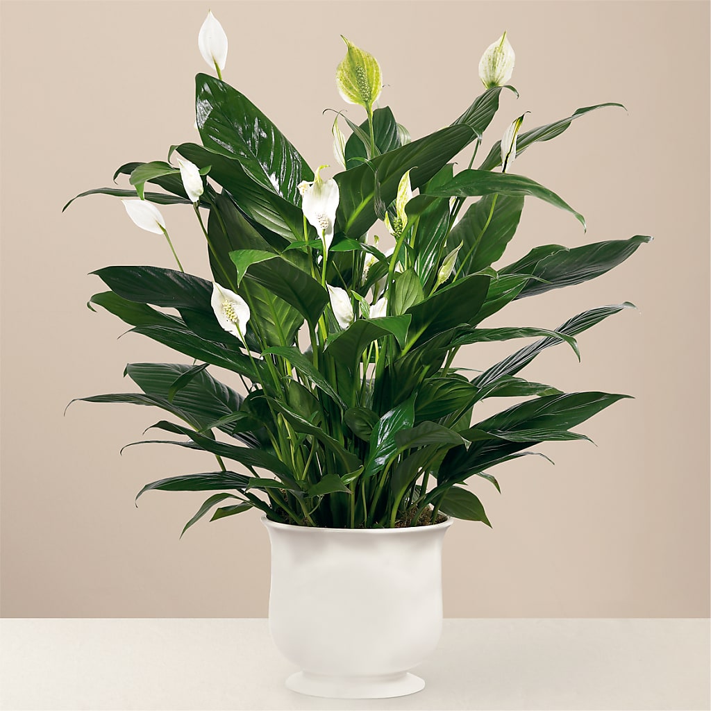 Comfort Planter – Flowers On Fourteenth, Washington DC