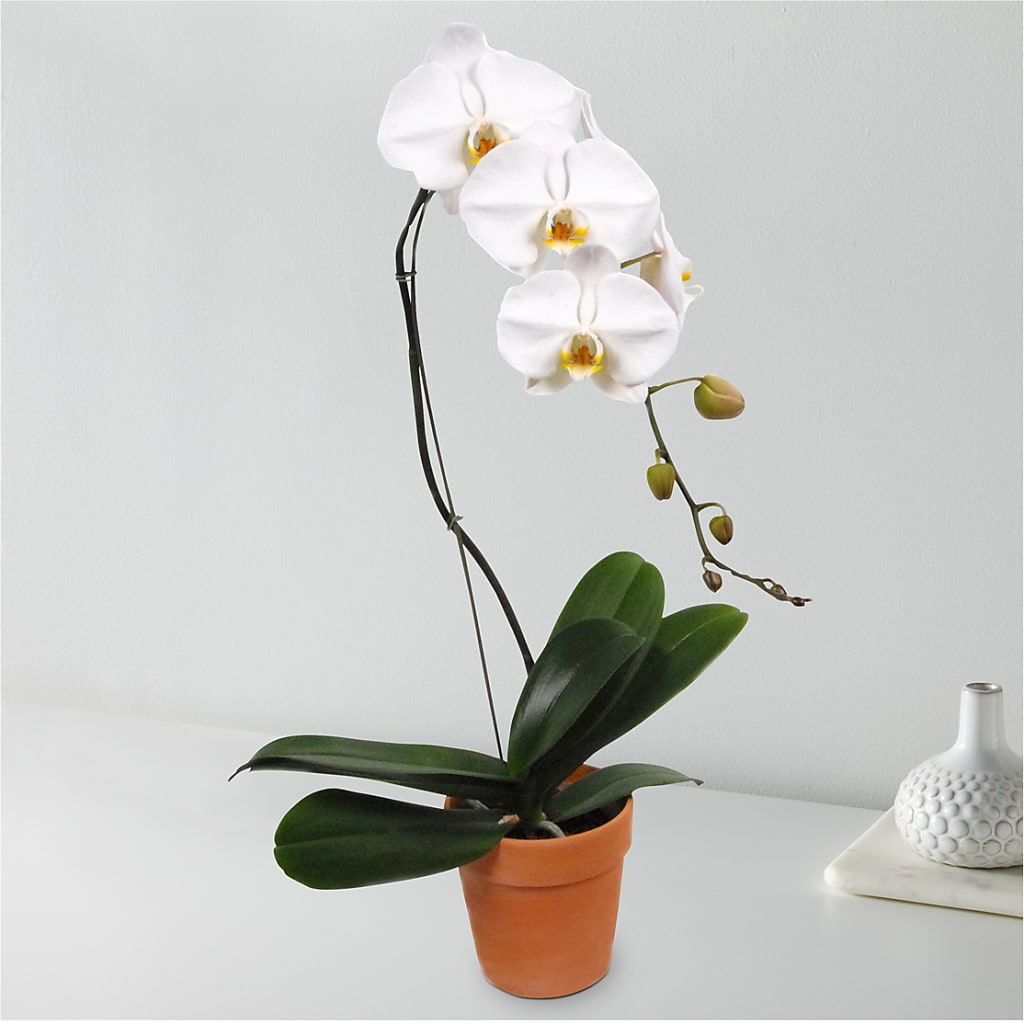 White Cascading Orchid – Flowers On Fourteenth, Washington DC