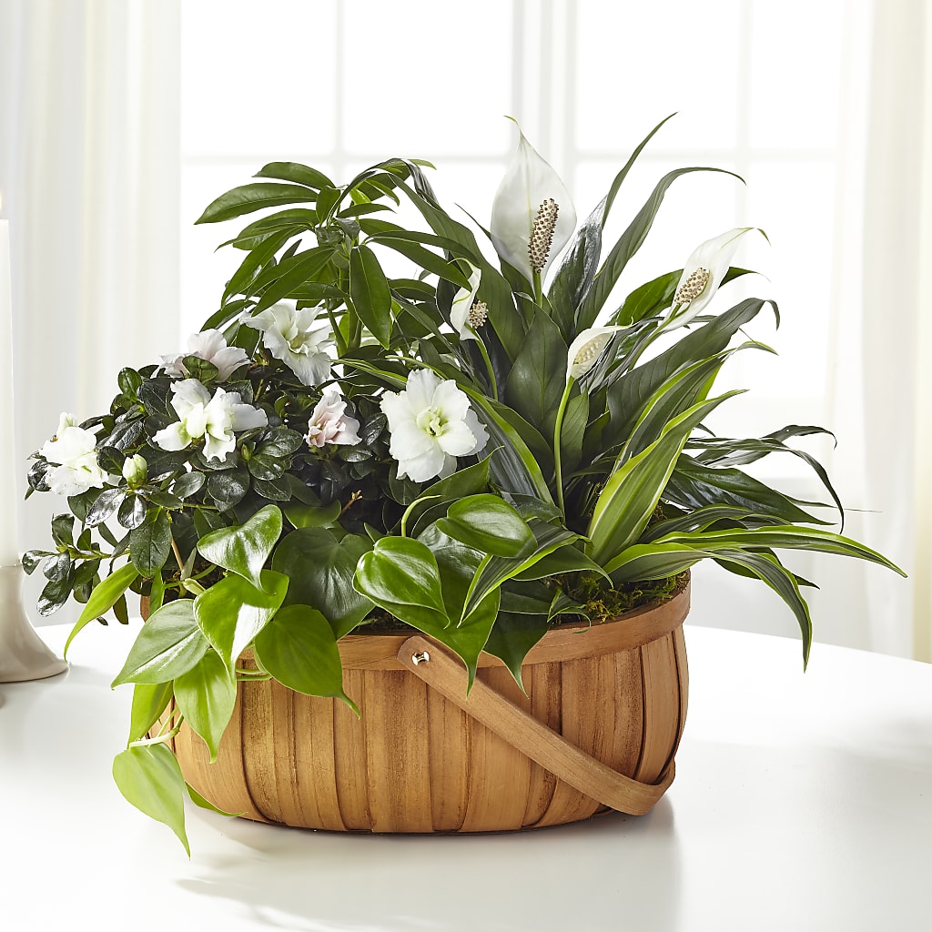 Serene Dishgarden – Flowers On Fourteenth, Washington DC