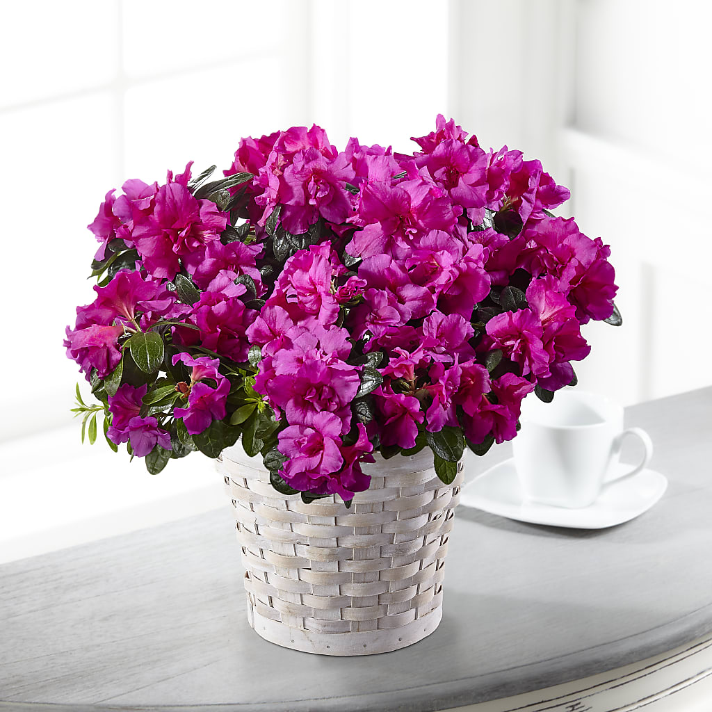 Hope & Serenity Azalea Plant – Flowers On Fourteenth, Washington DC