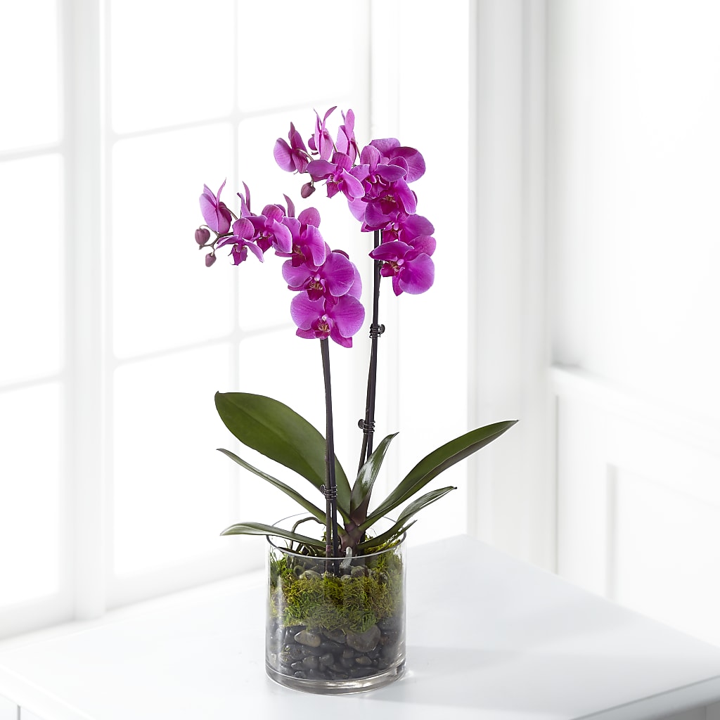 Pink Orchid Plant – Flowers On Fourteenth, Washington DC