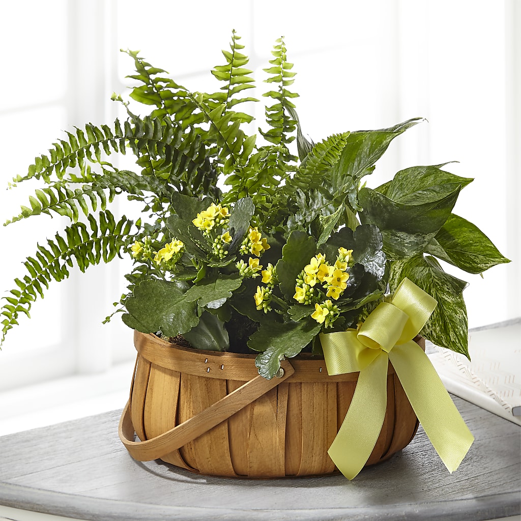 Always Dear Dishgarden – Flowers On Fourteenth, Washington DC