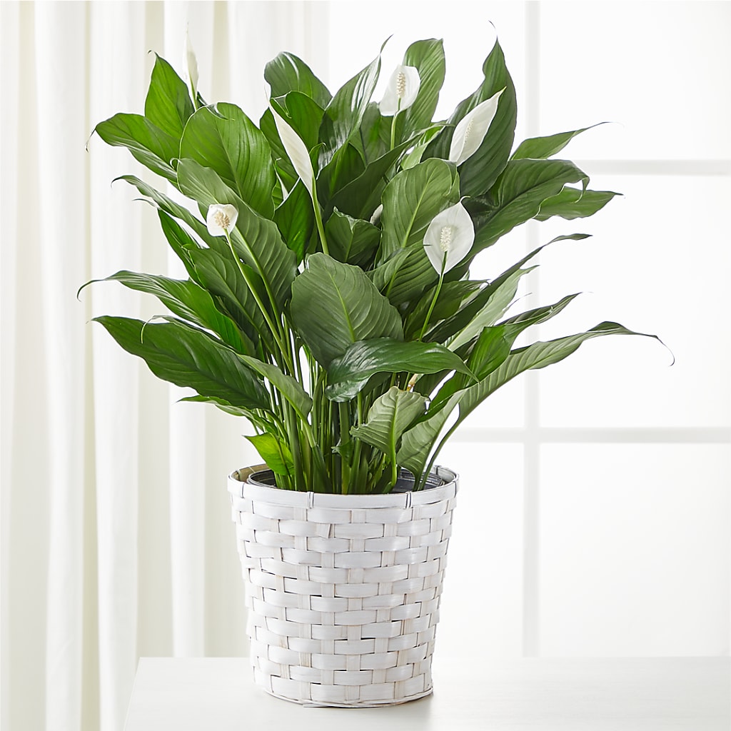 A New Leaf Peace Lily – Flowers On Fourteenth, Washington DC