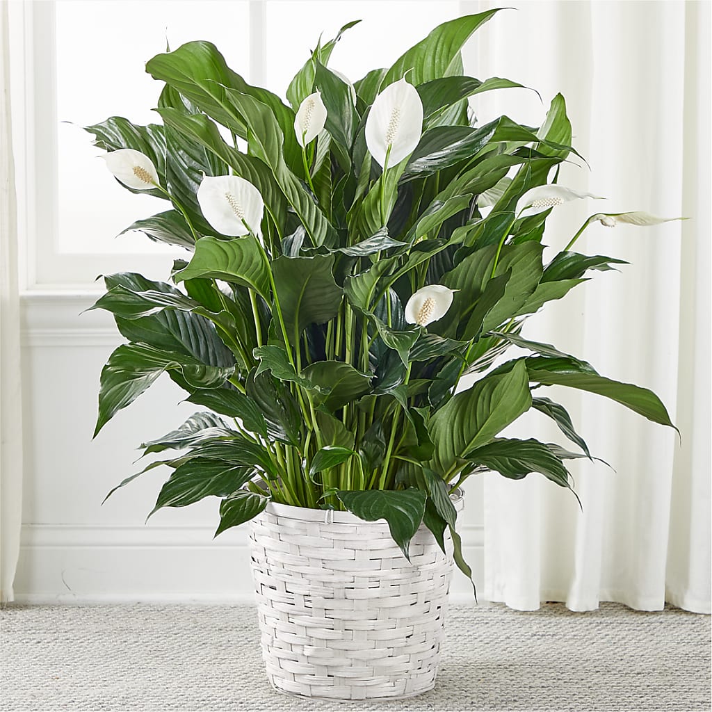 A New Leaf Peace Lily – Flowers On Fourteenth, Washington DC