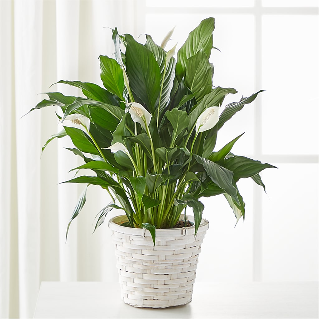 A New Leaf Peace Lily – Flowers On Fourteenth, Washington DC