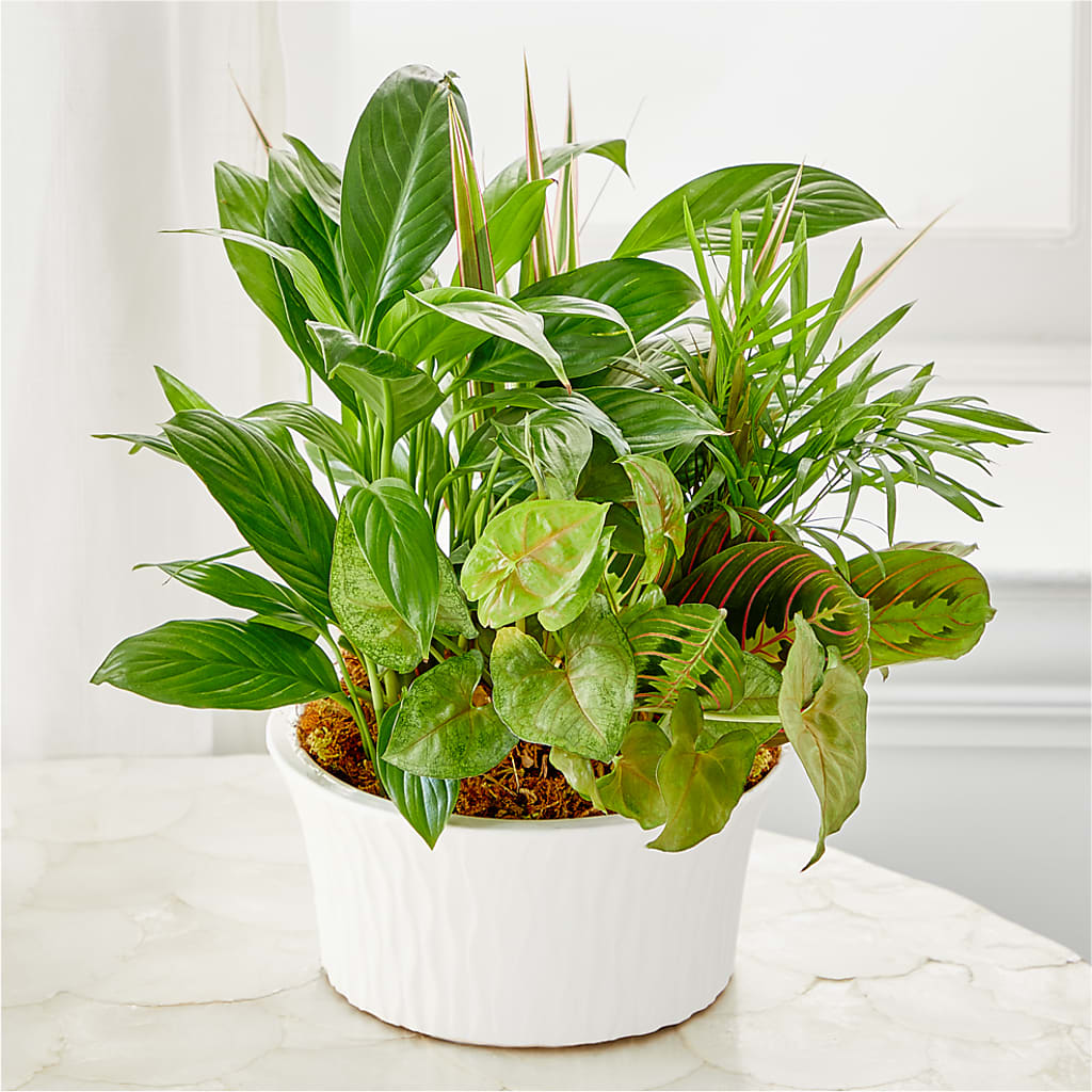 Balance & Harmony Dishgarden – Flowers On Fourteenth, Washington DC