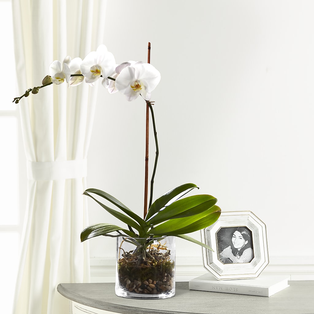 White Orchid Planter – Flowers On Fourteenth, Washington DC