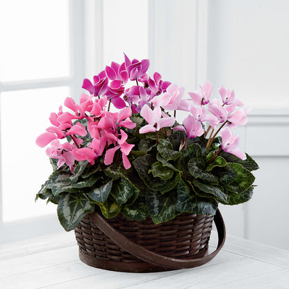 Mixed Cyclamen Planter –  Flowers On Fourteenth, Washington DC