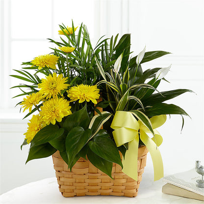 Loving Light Dishgarden –  Flowers On Fourteenth, Washington DC