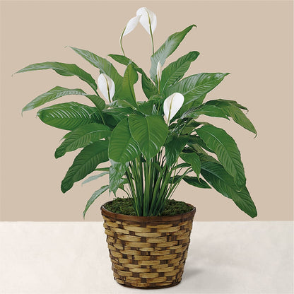Tranquil Moments Peace Lily Plant –  Flowers On Fourteenth, Washington DC