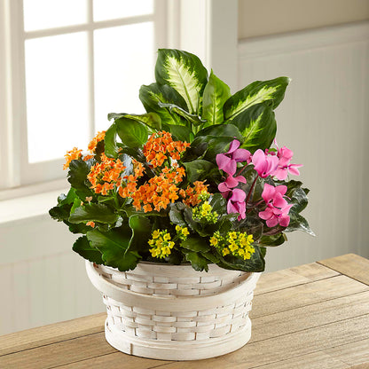 Color Crush Dishgarden –  Flowers On Fourteenth, Washington DC