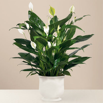 Comfort Planter –  Flowers On Fourteenth, Washington DC