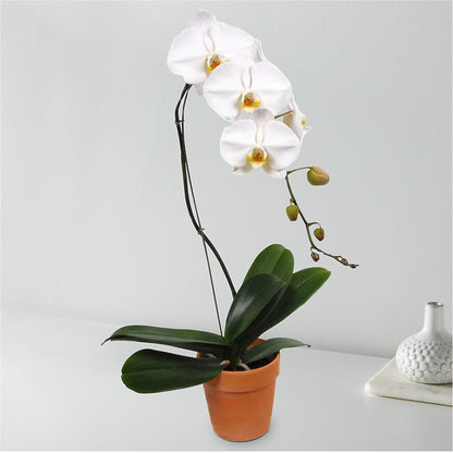White Cascading Orchid –  Flowers On Fourteenth, Washington DC