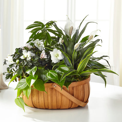 Serene Dishgarden –  Flowers On Fourteenth, Washington DC