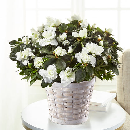 White Azalea Plant –  Flowers On Fourteenth, Washington DC