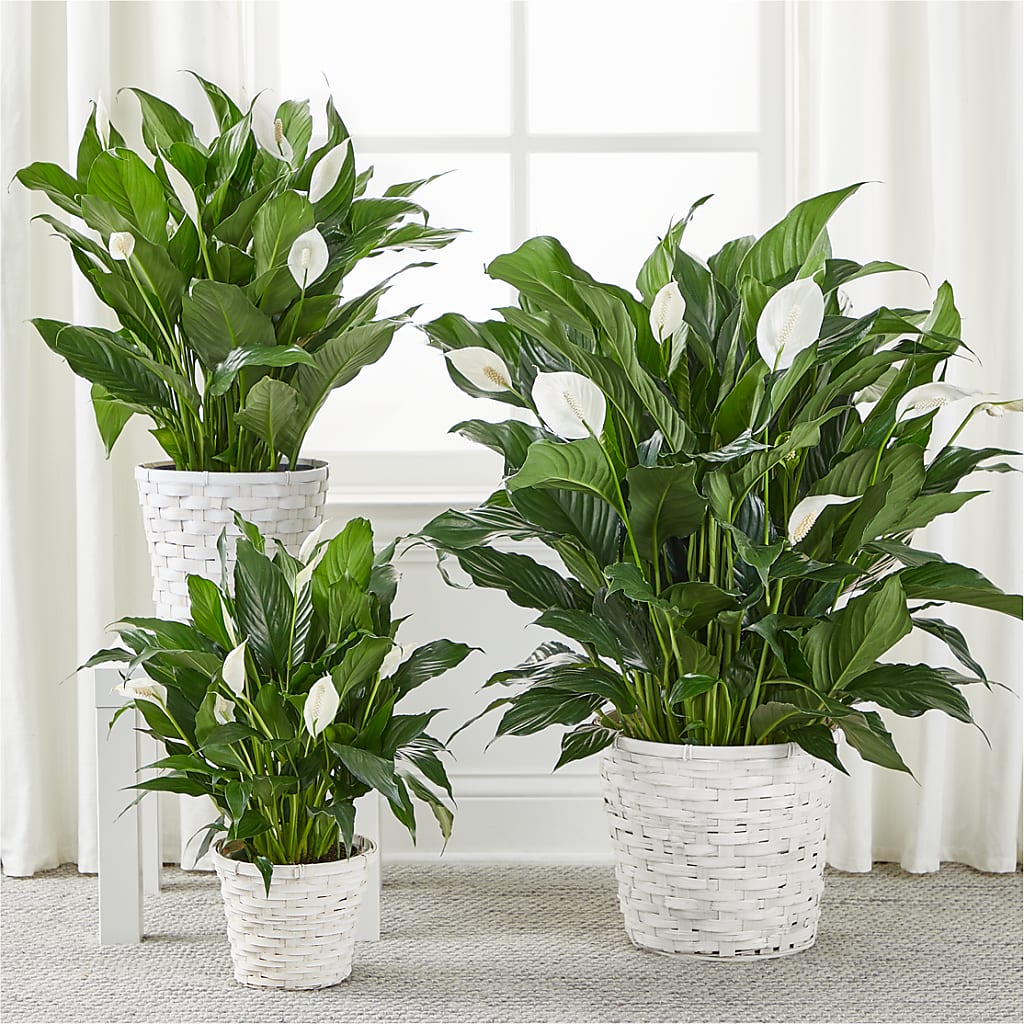A New Leaf Peace Lily –  Flowers On Fourteenth, Washington DC