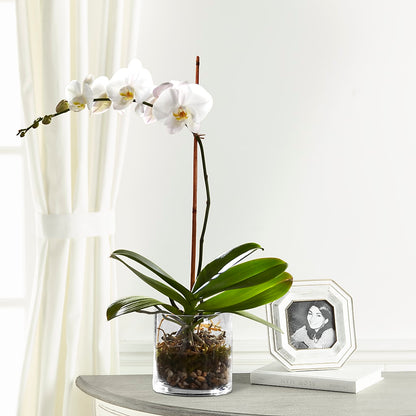 White Orchid Planter –  Flowers On Fourteenth, Washington DC