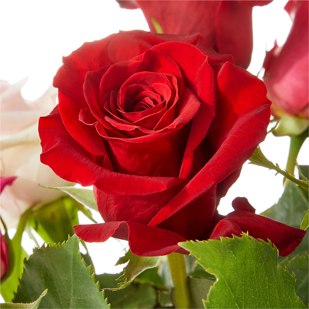 Love Notes Rose Bouquet –  Flowers On Fourteenth, Washington DC